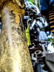 Atractomorpha lata