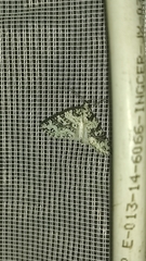 Danielaparra fragmentata