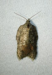 Acleris effractana