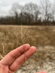 Dichanthelium spretum