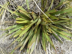 Aciphylla kirkii