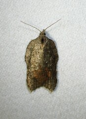 Acleris effractana