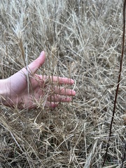 Dichanthelium spretum