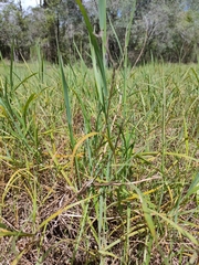 Digitaria eriantha