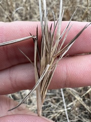 Dichanthelium spretum