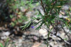 Billardiera heterophylla