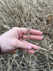 Dichanthelium spretum
