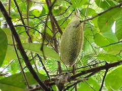 Amphilophium crucigerum