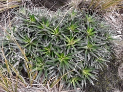 Celmisia viscosa