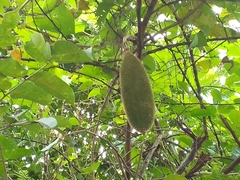 Amphilophium crucigerum