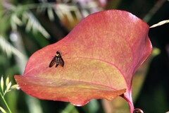 Chrysopilus thoracicus