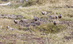 Leucosticte tephrocotis