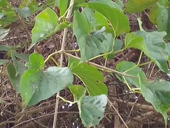 Amphilophium crucigerum