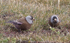 Leucosticte tephrocotis