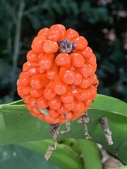 Alocasia macrorrhizos