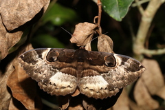 Erebus terminitincta