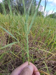 Digitaria eriantha