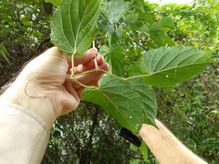 Amphilophium crucigerum