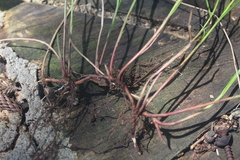 Cyperus erectus