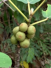 Ficus fistulosa