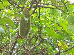 Amphilophium crucigerum