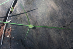 Cyperus erectus