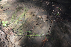 Cyperus erectus
