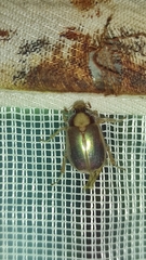 Phytholaema mutabilis