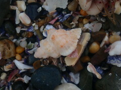 Chicoreus denudatus