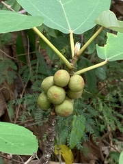 Ficus fistulosa
