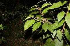 Seringia arborescens