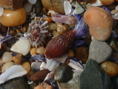 Pardalinops testudinaria