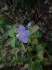 Ruellia prostrata