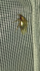 Phytholaema mutabilis