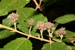 Seringia arborescens