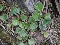 Geum cockaynei