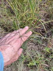 Digitaria eriantha