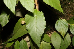 Seringia arborescens
