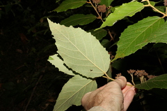 Seringia arborescens