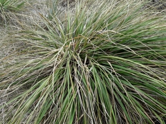 Chionochloa