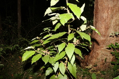 Seringia arborescens