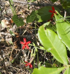 Silene virginica