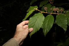 Seringia arborescens