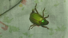 Brachysternus prasinus