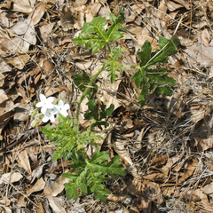 Cnidoscolus stimulosus