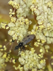 Dilophus