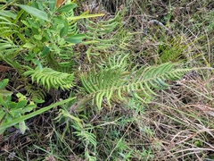 Thelypteris palustris