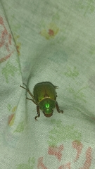 Brachysternus prasinus