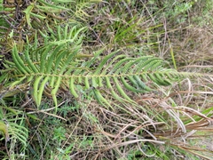Thelypteris palustris