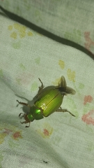 Brachysternus prasinus